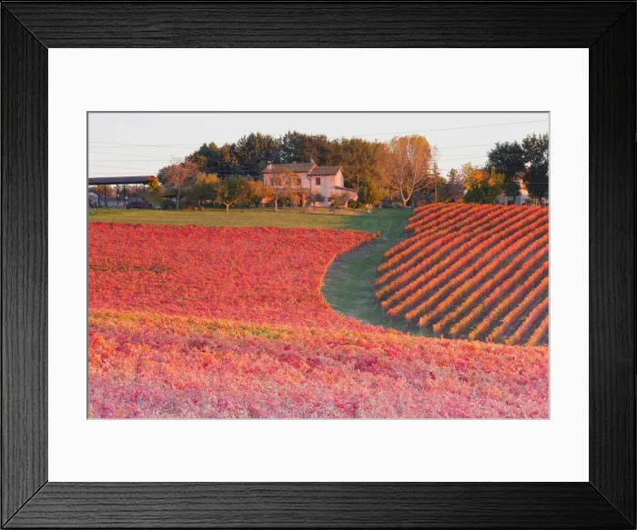 Framed Print : Europe, Italy, Umbria, Perugia district, Montefalco. Vineyards in autumn Framed Print : Europe, Italy, Umbria, Perugia district, Montefalco. Vineyards in autumn
