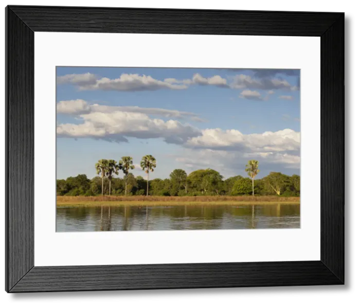 Framed Print : Africa, Malawi, Liwonde district, Wildlife safari in the National park of Liwonde Framed Print : Africa, Malawi, Liwonde district, Wildlife safari in the National park of Liwonde