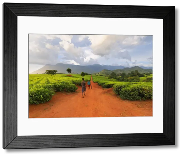 Framed Print : Africa, Malawi, Blantyre district, Cultivations of tea