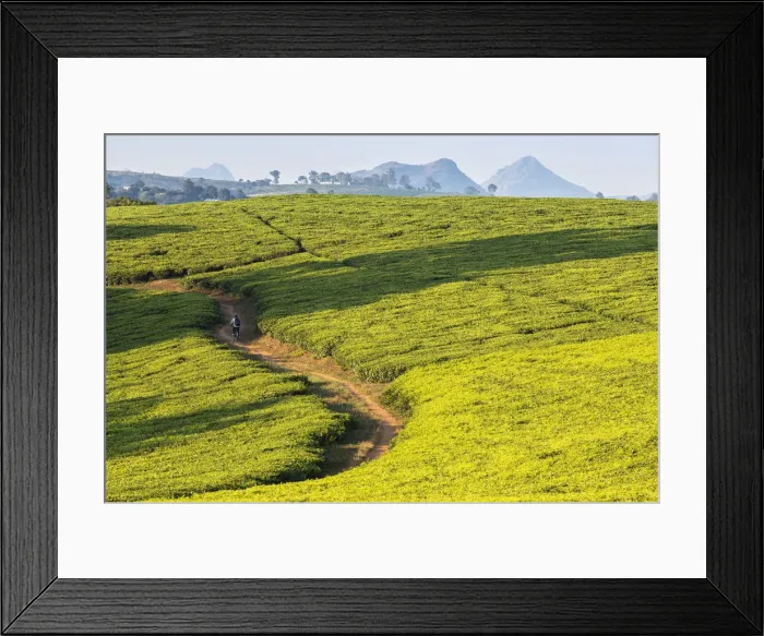 Framed Print : Africa, Malawi, Blantyre district, Cultivations of tea Framed Print : Africa, Malawi, Blantyre district, Cultivations of tea