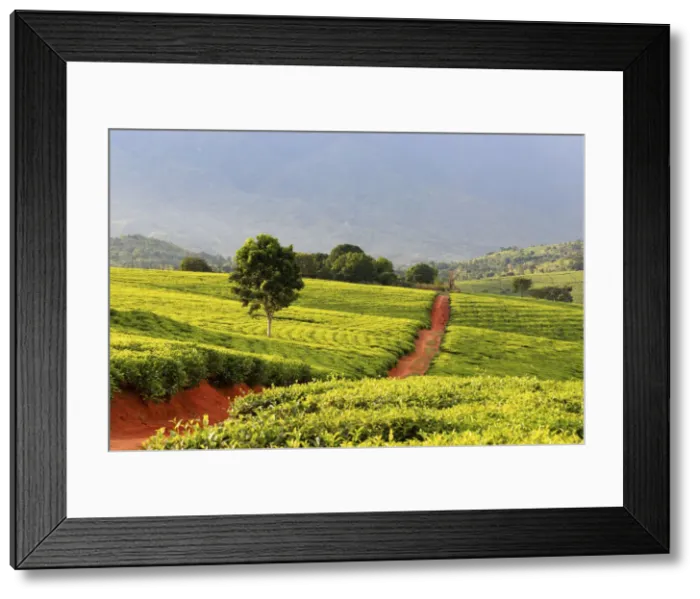 Framed Print : Africa, Malawi, Blantyre district, Cultivations of tea