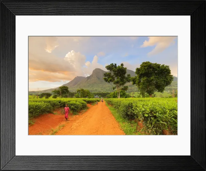 Framed Print : Africa, Malawi, Blantyre district, Cultivations of tea Framed Print : Africa, Malawi, Blantyre district, Cultivations of tea