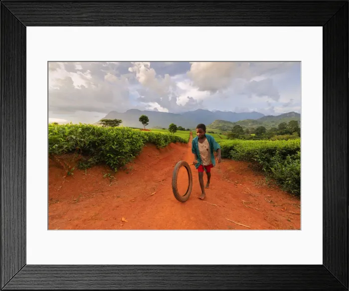 Framed Print : Africa, Malawi, Blantyre district, Cultivations of tea Framed Print : Africa, Malawi, Blantyre district, Cultivations of tea