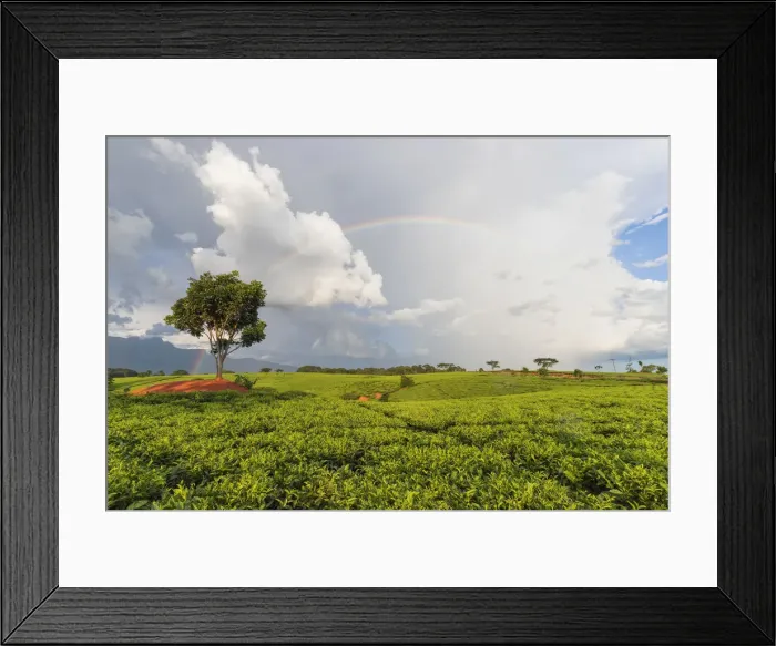 Framed Print : Africa, Malawi, Blantyre district, Cultivations of tea Framed Print : Africa, Malawi, Blantyre district, Cultivations of tea
