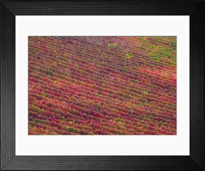 Framed Print : Vineyard of Sagrantino di Montefalco, Umbria, Italy Framed Print : Vineyard of Sagrantino di Montefalco, Umbria, Italy