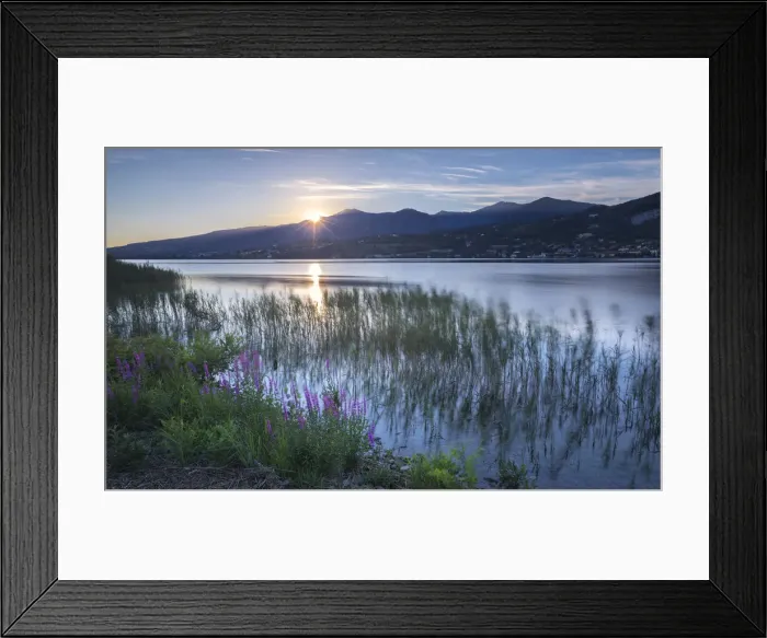 Framed Print : Sunset on Lake Pusiano from Bosisio Parini, Lythrum Salicaria in the foreground. Como Framed Print : Sunset on Lake Pusiano from Bosisio Parini, Lythrum Salicaria in the foreground. Como
