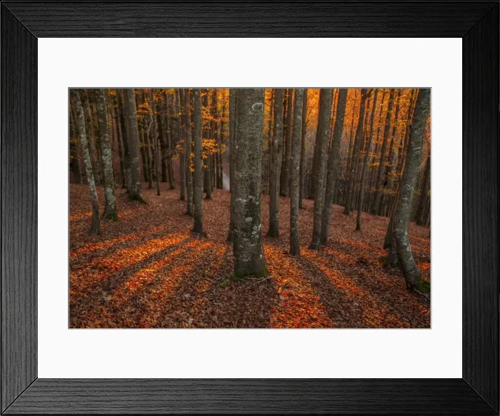 Framed Print : Beech trees at sunset in autumn, Tuscany Emilian appennines, Italy