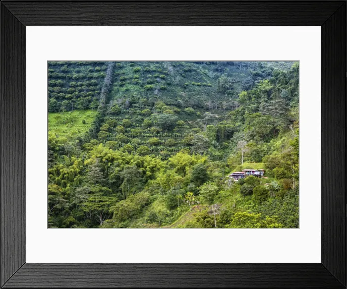 Framed Print : South America, Colombia, Quindio, Buenavista, residential house surrounded by coffee Framed Print : South America, Colombia, Quindio, Buenavista, residential house surrounded by coffee