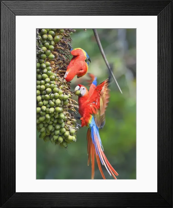 Framed Print : Scarlet Macaws (Ara macao) trying to catch a nut, Corcovado National. Park, Osa Peninsula Framed Print : Scarlet Macaws (Ara macao) trying to catch a nut, Corcovado National. Park, Osa Peninsula