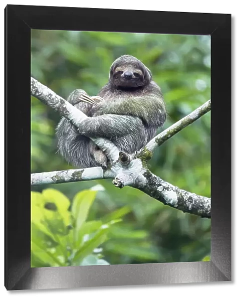 Three-toed sloth (Bradypus variegatus) sitting on a tree, La Fortuna, Costa Rica