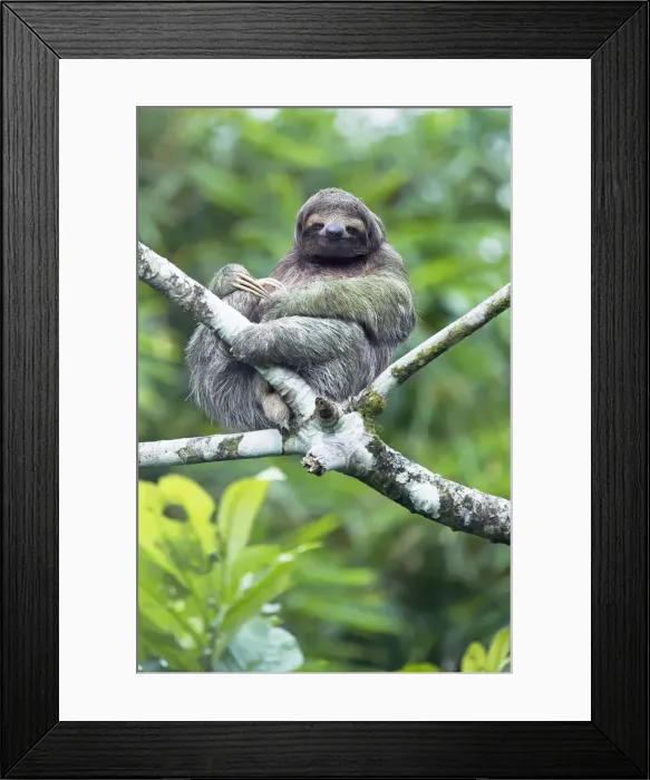 Framed Print : Three-toed sloth (Bradypus variegatus) sitting on a tree, La Fortuna, Costa Rica Framed Print : Three-toed sloth (Bradypus variegatus) sitting on a tree, La Fortuna, Costa Rica