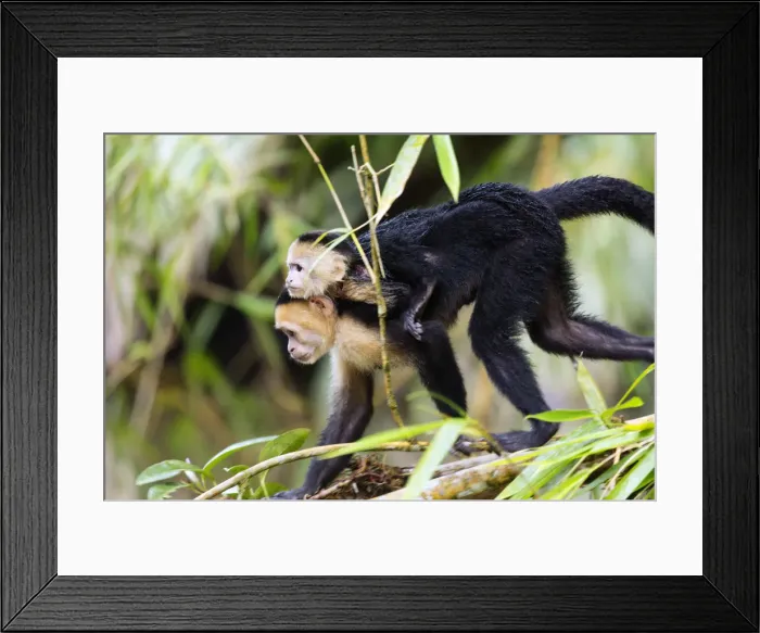 Framed Print : Costa Rica, Limon province, Tortuguero National Park, White Faced Capuchin (Cebus Framed Print : Costa Rica, Limon province, Tortuguero National Park, White Faced Capuchin (Cebus