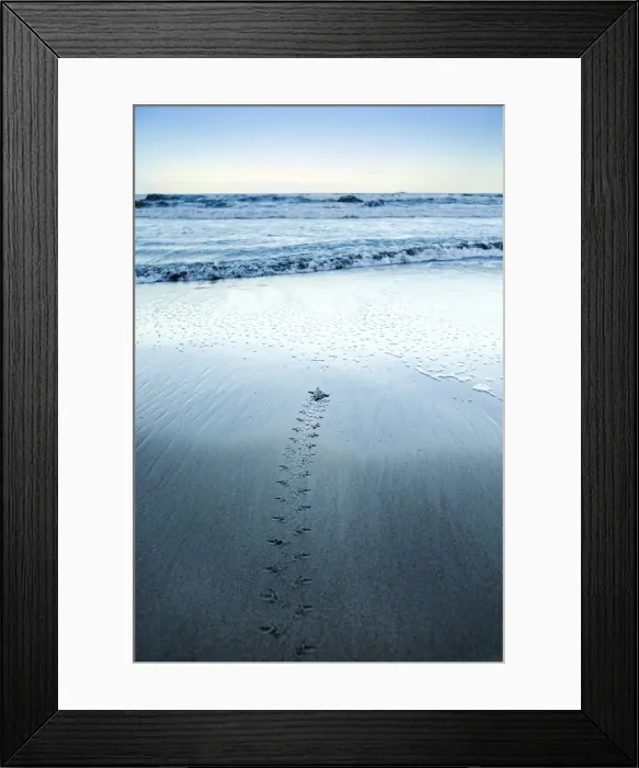 Framed Print : Costa Rica, Limon province, Tortuguero National Park, a green turtle hatchling