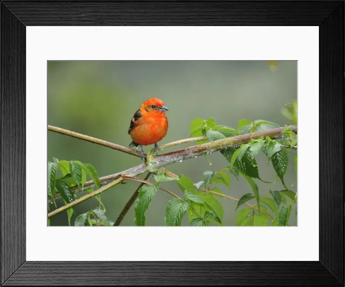Framed Print : Central America, Costa Rica, Brightly coloured bird perched in the rain Framed Print : Central America, Costa Rica, Brightly coloured bird perched in the rain