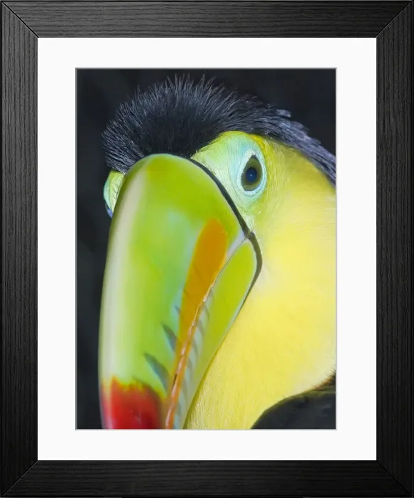 Framed Print : Keel-billed toucan (Ramphastos sulfuratus), Costa Rica
