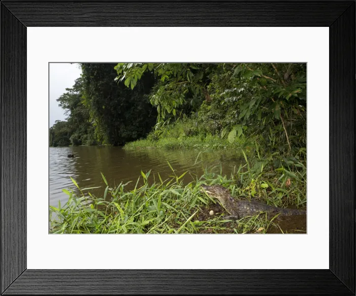 Framed Print : Costa Rica, Limon province, Tortuguero National Park, a spectacled caiman (Caiman Framed Print : Costa Rica, Limon province, Tortuguero National Park, a spectacled caiman (Caiman
