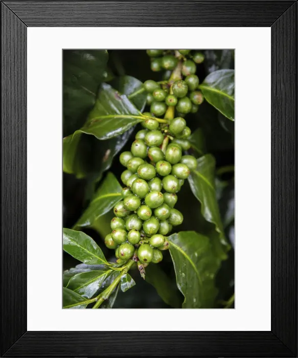 Framed Print : South America, Colombia, Quindio, Buenavista, coffee fruits on a plant in a coffee Framed Print : South America, Colombia, Quindio, Buenavista, coffee fruits on a plant in a coffee