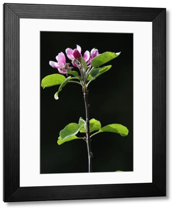 Framed Print : Central America, Costa Rica, a flower in the jungle Framed Print : Central America, Costa Rica, a flower in the jungle