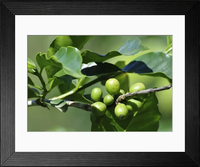 Framed Print : Central America, Costa Rica, Close up of coffee plant Framed Print : Central America, Costa Rica, Close up of coffee plant