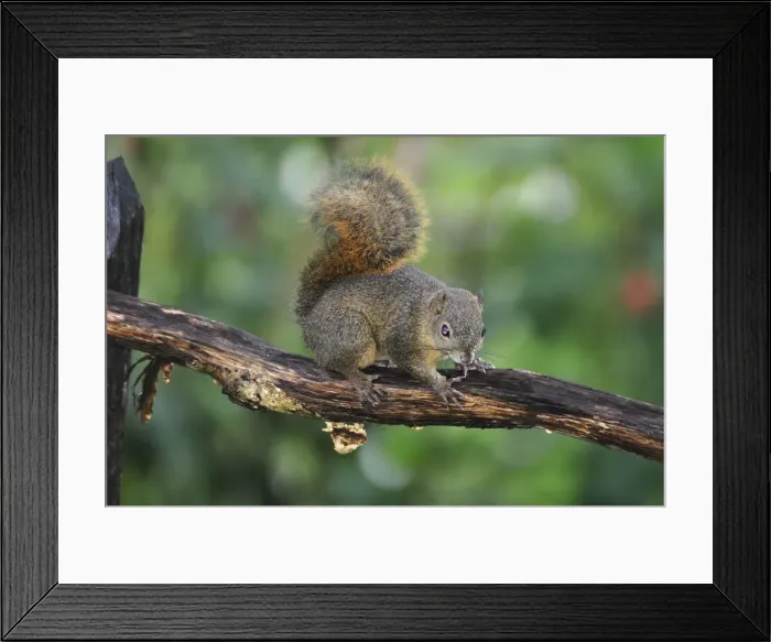 Framed Print : Central America, Costa Rica, Squirrel in the jungle Framed Print : Central America, Costa Rica, Squirrel in the jungle