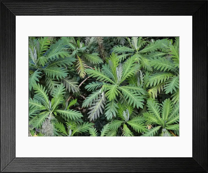 Framed Print : Central America, Costa Rica, Plants in the jungle Framed Print : Central America, Costa Rica, Plants in the jungle
