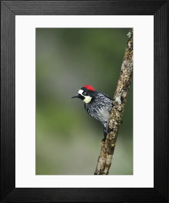 Framed Print : Central America, Costa Rica, Bird perched on a branch in the jungle Framed Print : Central America, Costa Rica, Bird perched on a branch in the jungle