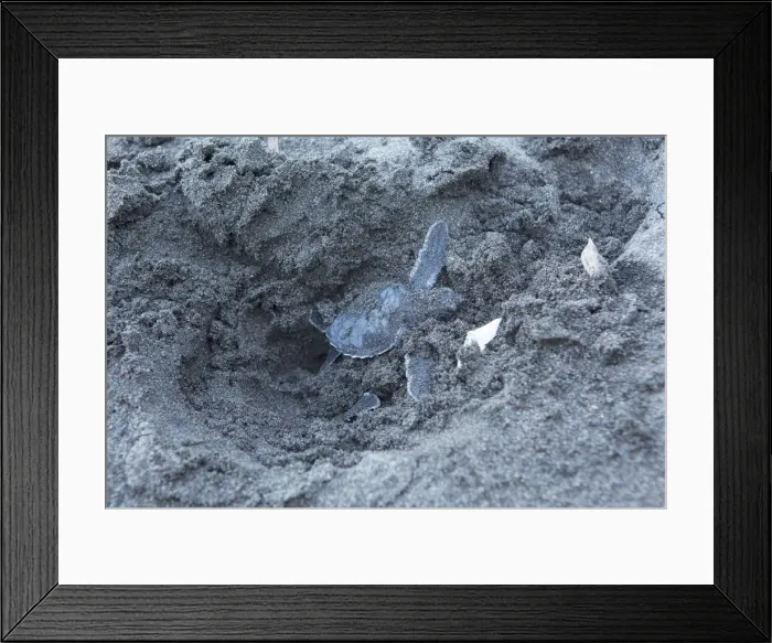 Framed Print : Costa Rica, Limon province, Tortuguero National Park, a green turtle hatchling Framed Print : Costa Rica, Limon province, Tortuguero National Park, a green turtle hatchling