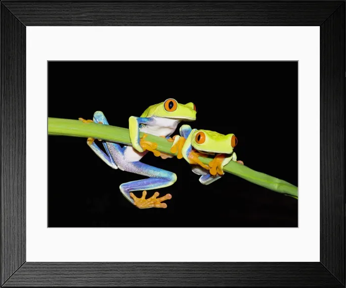 Framed Print : Red-eyed Tree Frogs (Agalychins callydrias) on green plant stem, Costa Rica