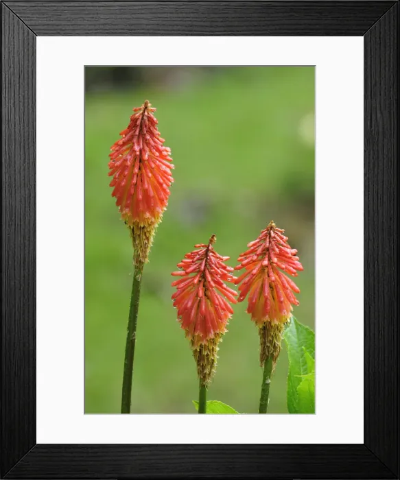 Framed Print : Central America, Costa Rica, Bright flowers in the jungle Framed Print : Central America, Costa Rica, Bright flowers in the jungle