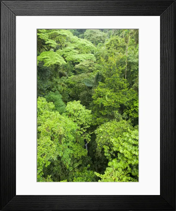 Framed Print : Central America, Costa Rica, rainforest near Arenal volcano Framed Print : Central America, Costa Rica, rainforest near Arenal volcano