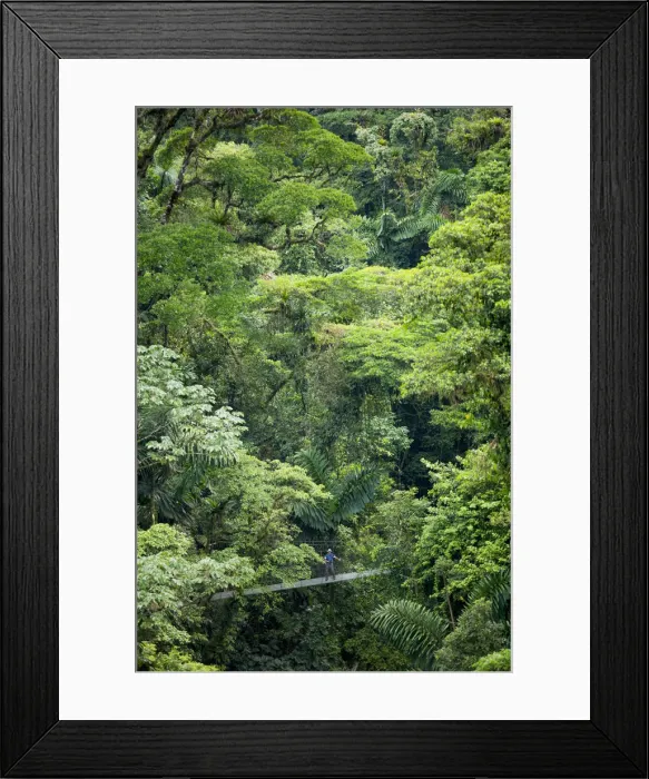 Framed Print : Central America, Costa Rica, Alajuela, La Fortuna, Mistico Arenal Hanging Bridges Park Framed Print : Central America, Costa Rica, Alajuela, La Fortuna, Mistico Arenal Hanging Bridges Park