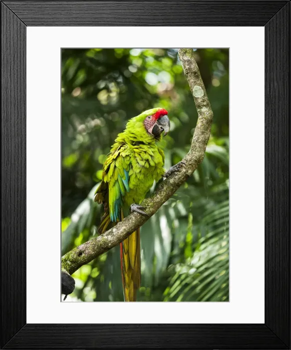 Framed Print : Central America, Costa Rica, great green macaw (Ara ambiguus) Framed Print : Central America, Costa Rica, great green macaw (Ara ambiguus)