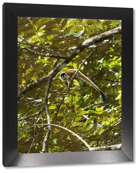 Central America, Costa Rica, Central American squirrel monkey (Saimiri oerstedii)