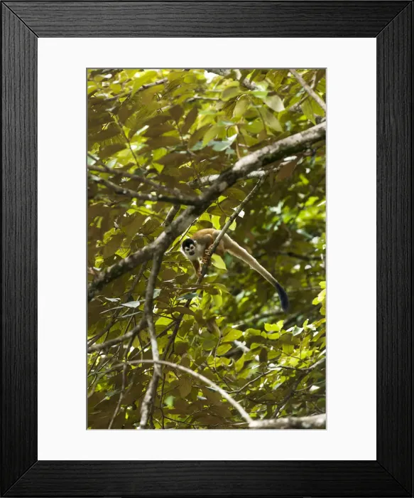 Framed Print : Central America, Costa Rica, Central American squirrel monkey (Saimiri oerstedii) Framed Print : Central America, Costa Rica, Central American squirrel monkey (Saimiri oerstedii)