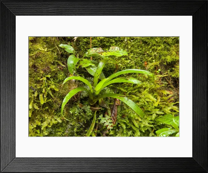 Framed Print : Central America, Costa Rica, bromeliads, ferns and mosses on the side of a tree in Framed Print : Central America, Costa Rica, bromeliads, ferns and mosses on the side of a tree in
