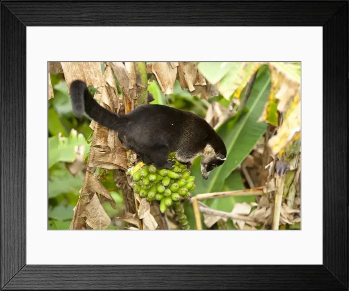 Framed Print : Central America, Costa Rica, a male white-nosed coati (Nasua narica) Framed Print : Central America, Costa Rica, a male white-nosed coati (Nasua narica)