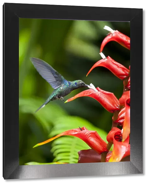 Central America, Costa Rica, Green Violet-ear hummingbird (Colibri thalassinus)