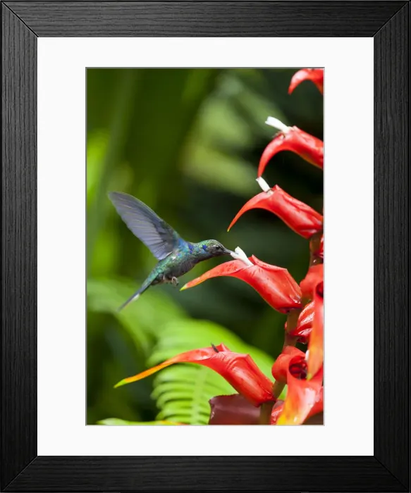 Framed Print : Central America, Costa Rica, Green Violet-ear hummingbird (Colibri thalassinus) Framed Print : Central America, Costa Rica, Green Violet-ear hummingbird (Colibri thalassinus)