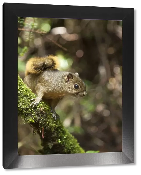Central America, Costa Rica, red-tailed squirrel (Sciurus granatensis)