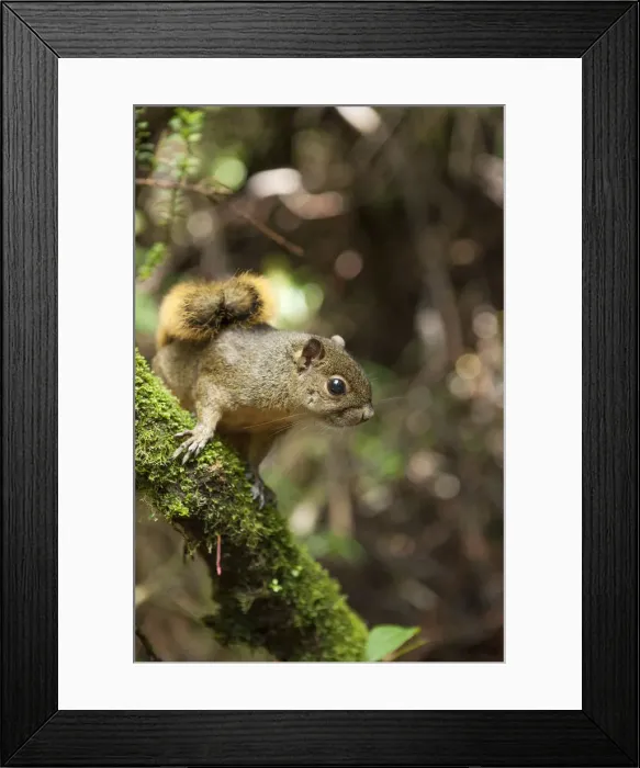 Framed Print : Central America, Costa Rica, red-tailed squirrel (Sciurus granatensis) Framed Print : Central America, Costa Rica, red-tailed squirrel (Sciurus granatensis)