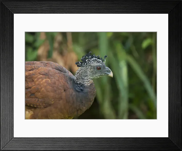 Framed Print : Central America, Costa Rica, female great curassow (Crax rubra)