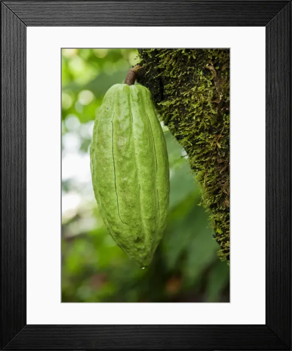 Framed Print : Central America, Costa Rica, cocoa pod growing on a cocoa tree Framed Print : Central America, Costa Rica, cocoa pod growing on a cocoa tree