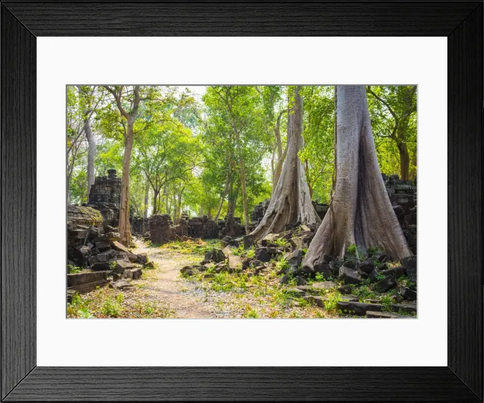 Framed Print : Large trees growing in Banteay Chhmar, Ankorian-era temple ruins, Banteay Meanchey Framed Print : Large trees growing in Banteay Chhmar, Ankorian-era temple ruins, Banteay Meanchey