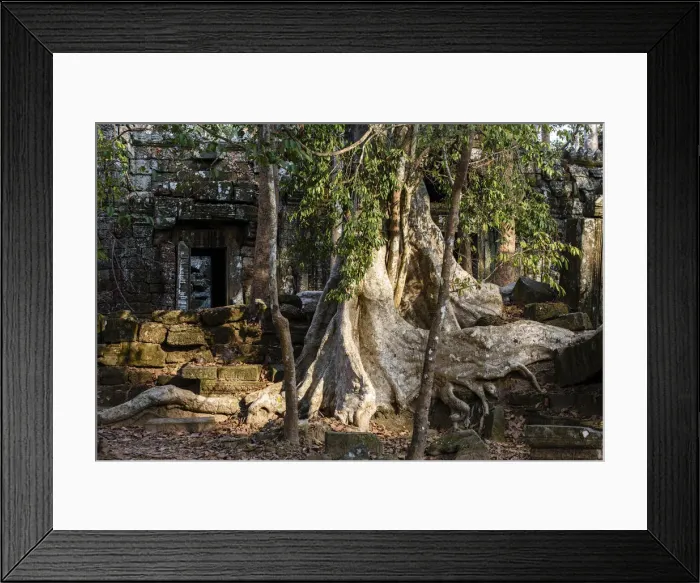 Framed Print : Asia, Cambodia, Siem Reap, Angkor, Ta Nei jungle temple, giant strangler fig tree Framed Print : Asia, Cambodia, Siem Reap, Angkor, Ta Nei jungle temple, giant strangler fig tree