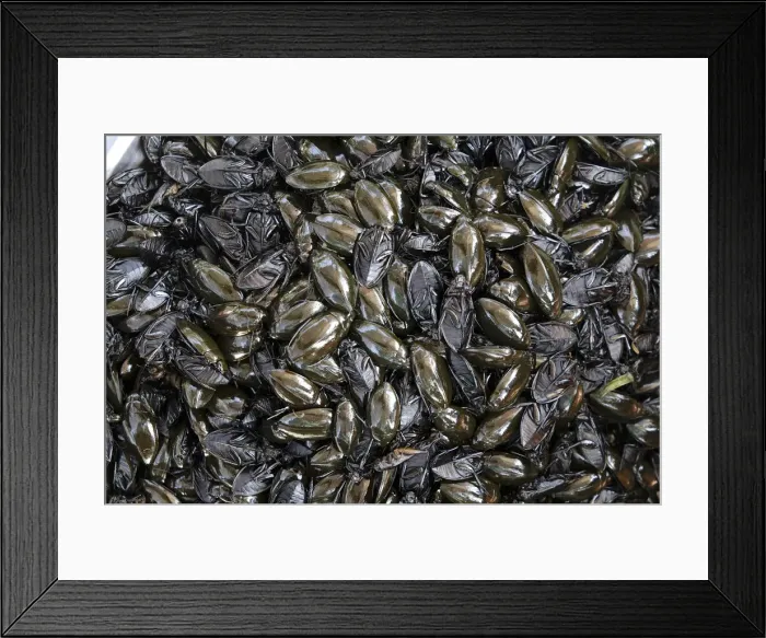 Framed Print : Asia, South East Asia, Cambodia, Giant Water Scorpion as a roadside snack