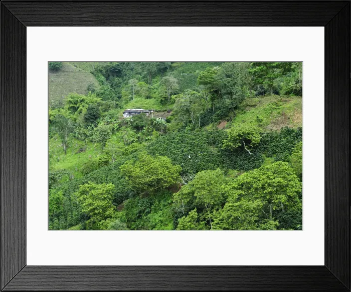 Framed Print : Buenavista Coffee Zone, Colombia, South America Framed Print : Buenavista Coffee Zone, Colombia, South America