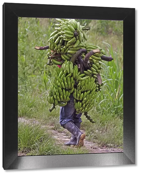 South America, Colombia, Leticia, Amazon region, man carrying bananas