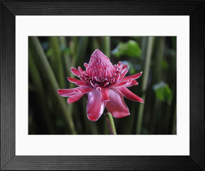 Framed Print : Tropical Flower in the rain, Puerto Narino, Colombia Framed Print : Tropical Flower in the rain, Puerto Narino, Colombia
