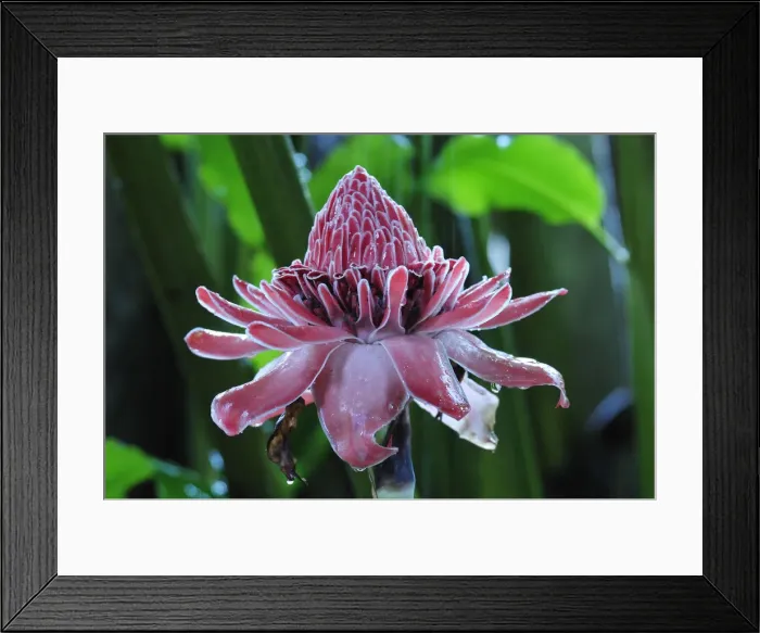 Framed Print : Tropical Flower in the rain, Puerto Narino, Colombia Framed Print : Tropical Flower in the rain, Puerto Narino, Colombia