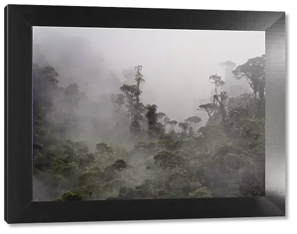 Cloud forest along route from Totoro to Inza, Colombia, South America